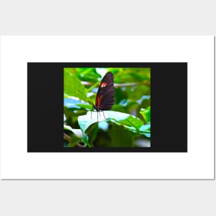 butterfly "Heliconius melpomene" Posters and Art